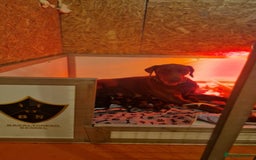 Dobermann dogs for sale: 🐾 Black Females available / Kc Puppies🐾 - Image 8