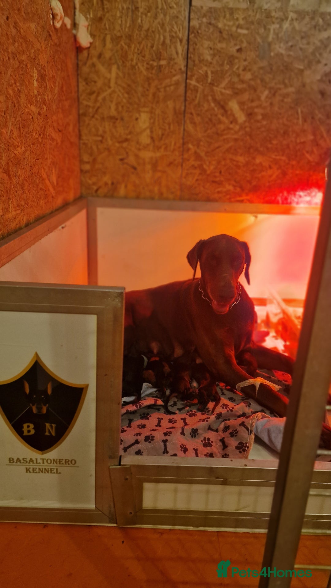 Dobermann dogs for sale: 🐾 Black Females available / Kc Puppies🐾 - Image 8