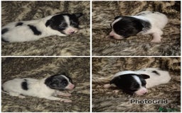 Papillon dogs for sale: Papillon puppies  - Image 2