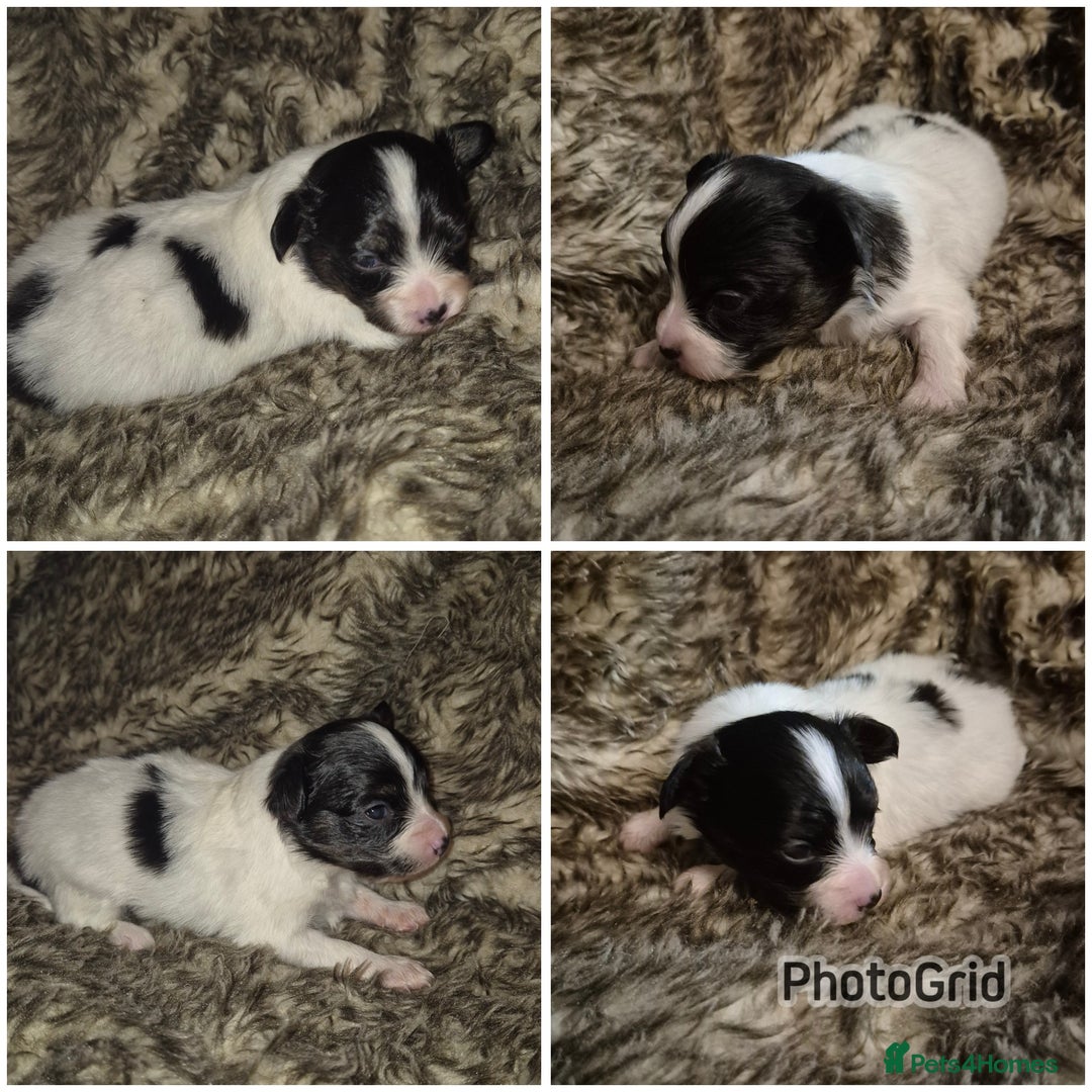 Papillon dogs for sale: Papillon puppies  - Image 2