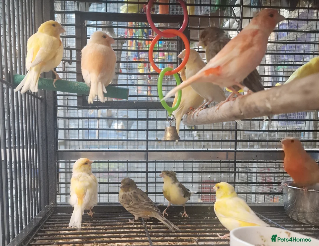 Parrots birds for sale: Parrots/ Parakeets Available  - Advert 12