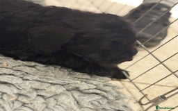 Schnoodle dogs for sale: Stunning Schnoodles, heath tested  - Image 36