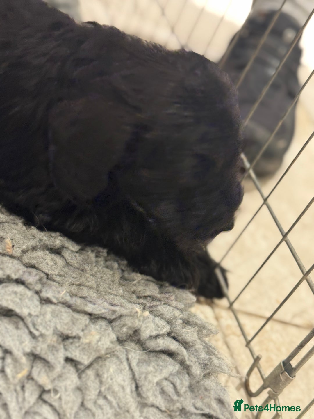 Schnoodle dogs for sale: Stunning Schnoodles, heath tested  - Image 36