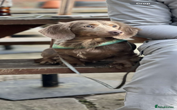Miniature Dachshund dogs for sale: Miniature dachshund puppies  - Image 12