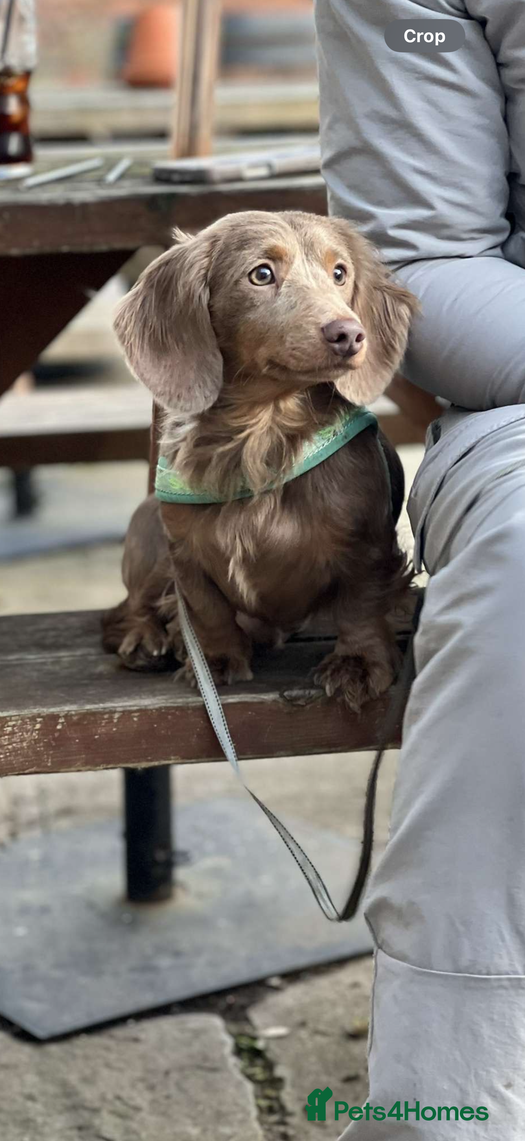 Miniature Dachshund dogs for sale: Miniature dachshund puppies  - Image 12