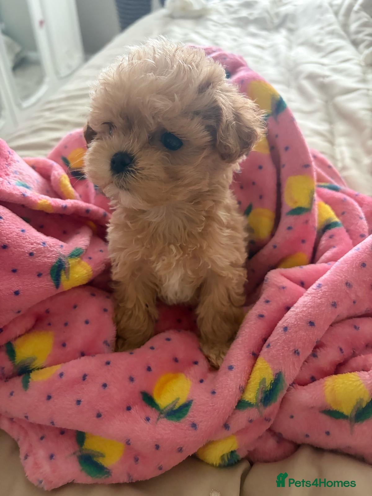 Maltipoo dogs Maltese cross Asian toy poodle  - Advert 2