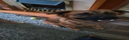 Mixed Breed dogs for sale: 18 month old Chase - Advert 1