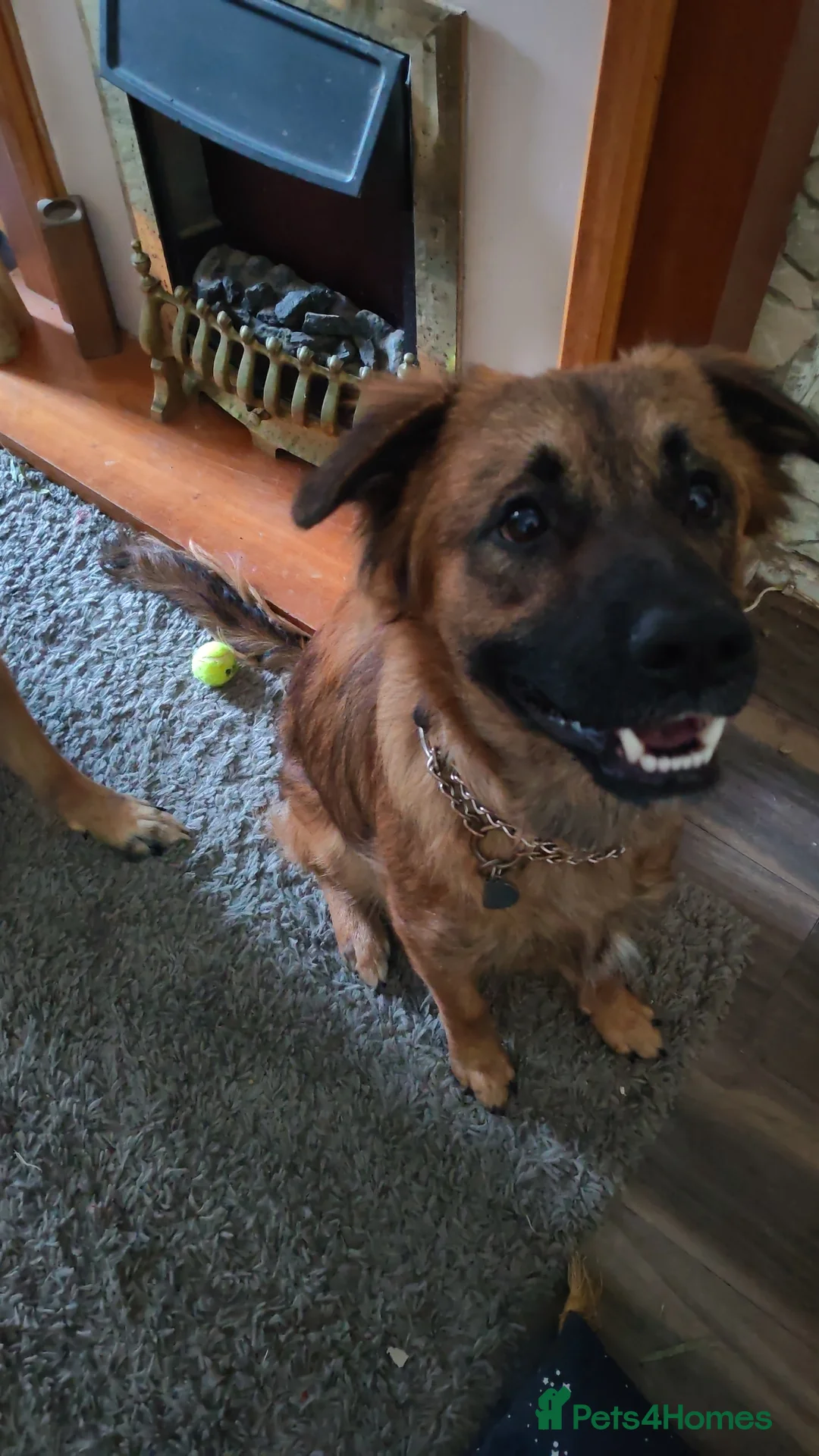 Mixed Breed dogs for sale: 18 month old Chase - Advert 1