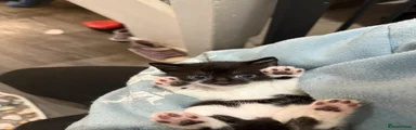 Mixed Breed Kitten 2