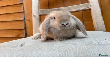 Mini Lop rabbits - Advert 4