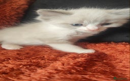 Mixed Breed cats for sale: Ragdoll X russian blue kittens - Image 3