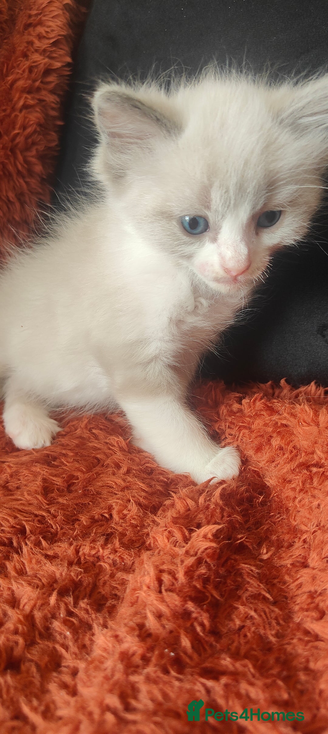 Mixed Breed cats for sale: Ragdoll X russian blue kittens - Image 3