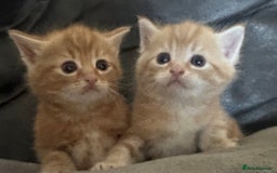 British Shorthair cats for sale: Kittens  - Image 7