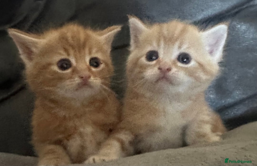 British Shorthair cats for sale: Kittens  - Image 7