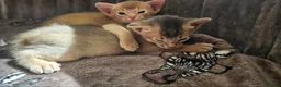 Abyssinian cats for sale: Beautiful Abyssinian Kittens  - Advert 6