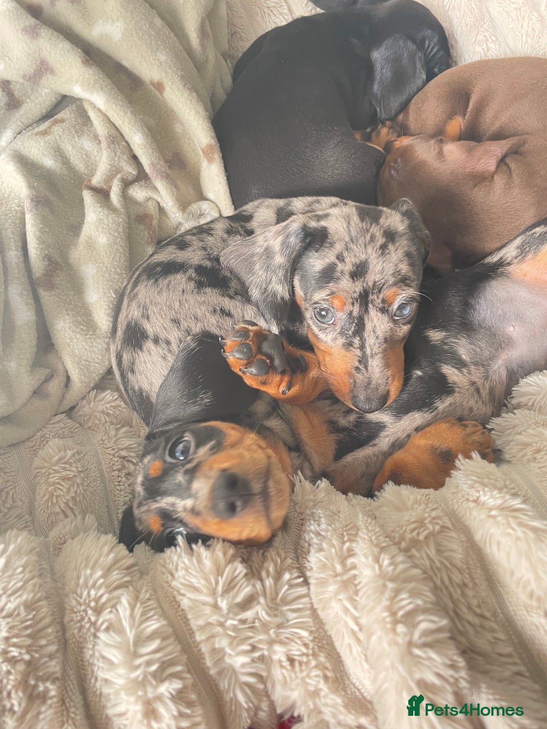Dachshund dogs for sale: Miniature Dachsund Puppies  - Image 7