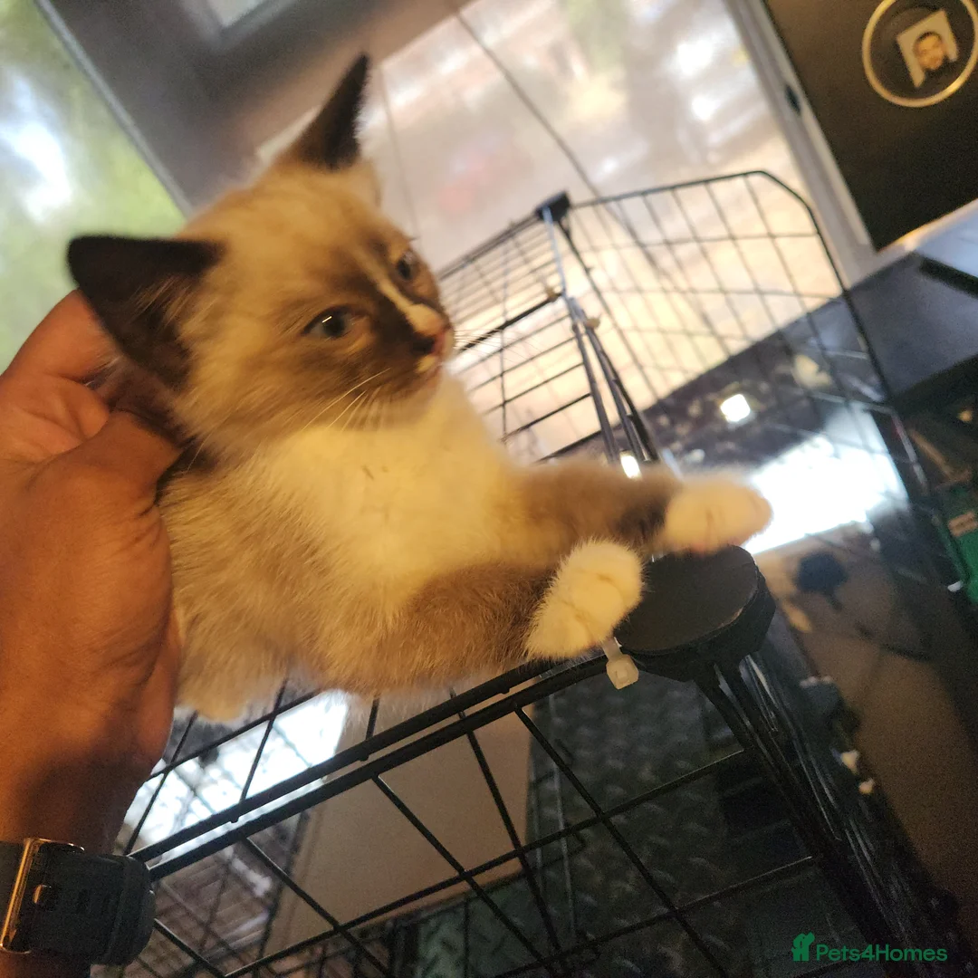 Ragdoll cats for sale: Purebread Blue Mink Ragdoll Kitten - Advert 4