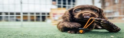 Cocker Spaniel dogs for stud: 💥HealthTested champ bred working cocker spaniel💥 in Cranbrook - Advert 17