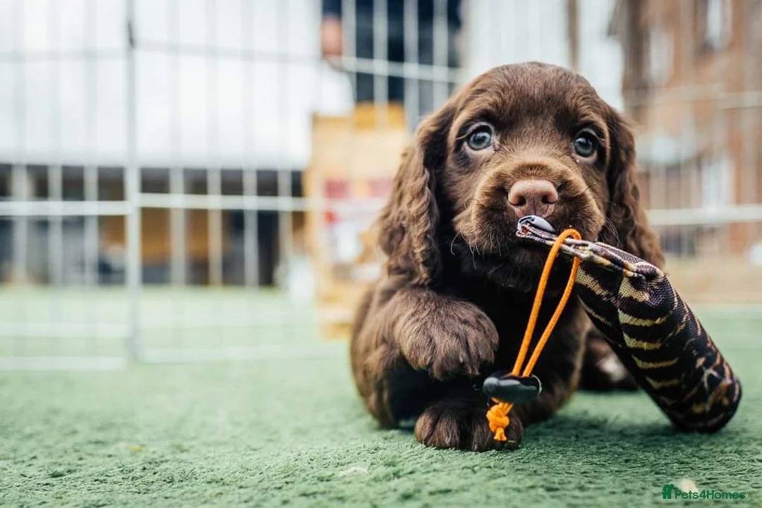 Cocker Spaniel dogs for stud: 💥HealthTested champ bred working cocker spaniel💥 in Cranbrook - Advert 14