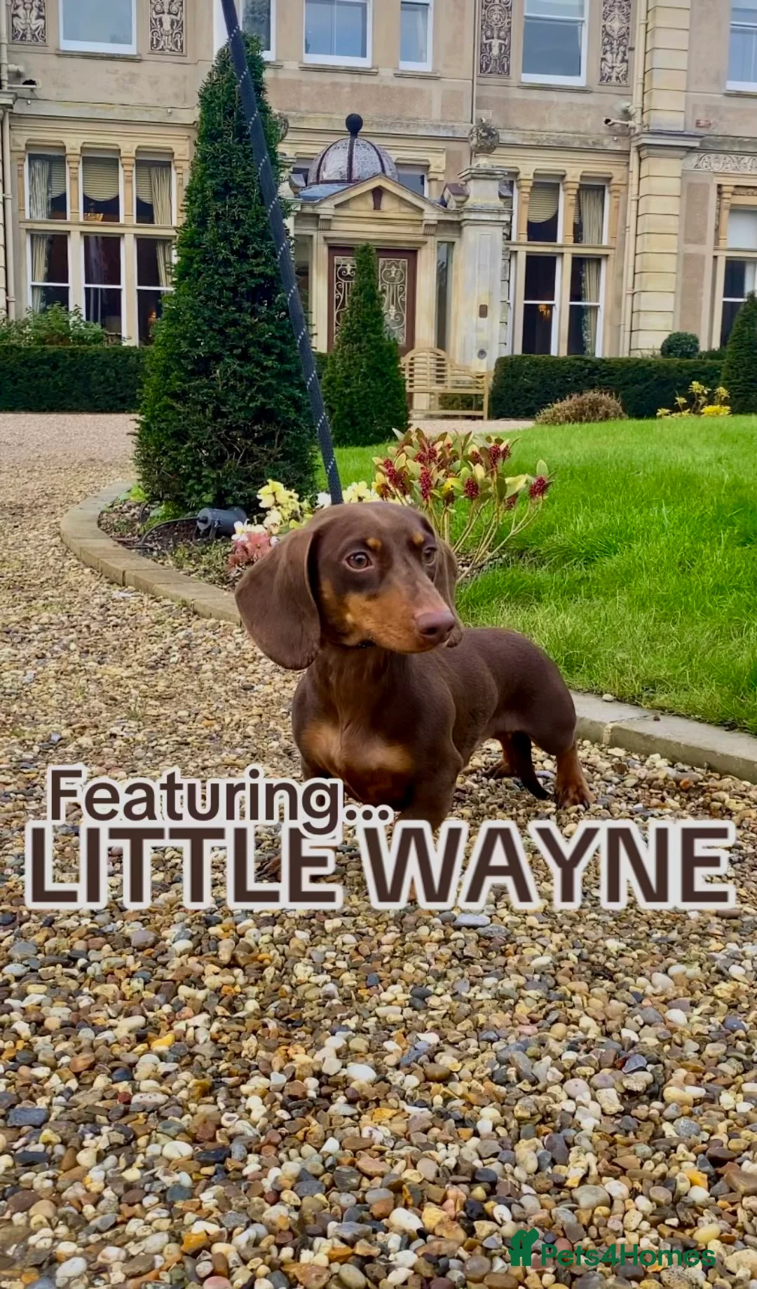 Dachshund dogs for stud: MINIATURE STUD   - Advert 2