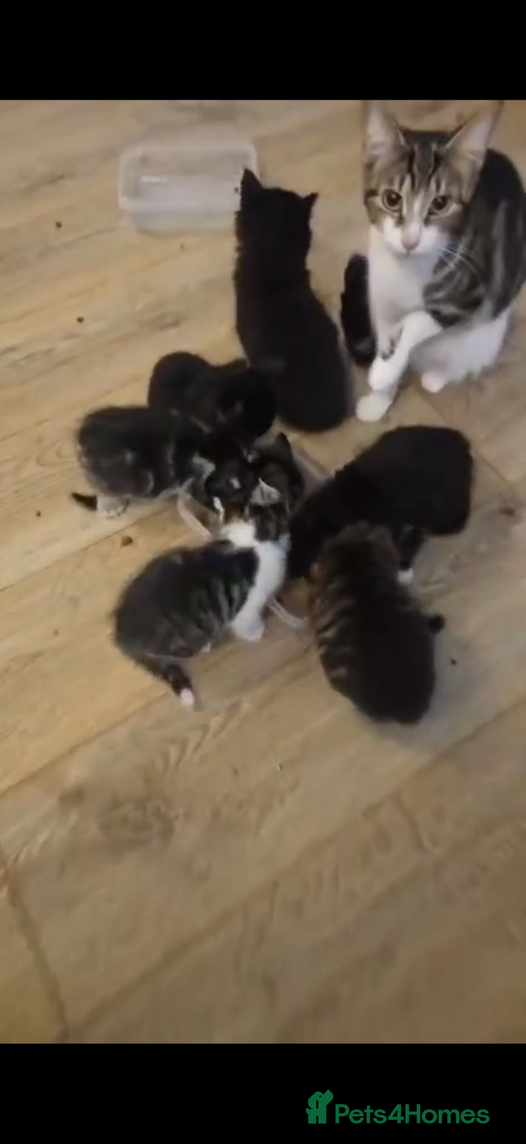 Mixed Breed cats for sale: Two gorgeous tabby sibling kittens  - Advert 9