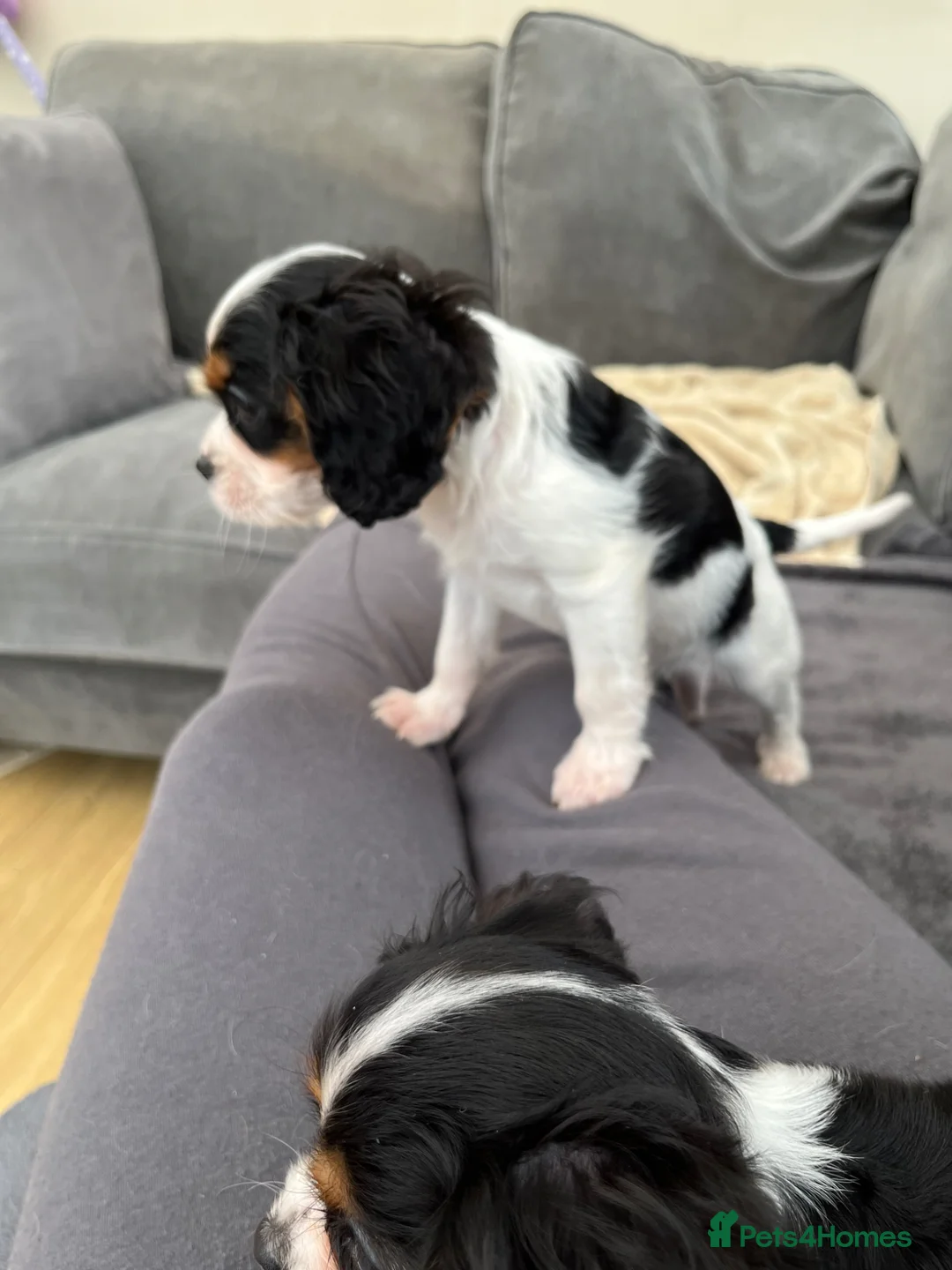 Cavalier King Charles Spaniel dogs for sale: Two gorgeous cavalier King Charles puppies  in Fareham - Advert 2