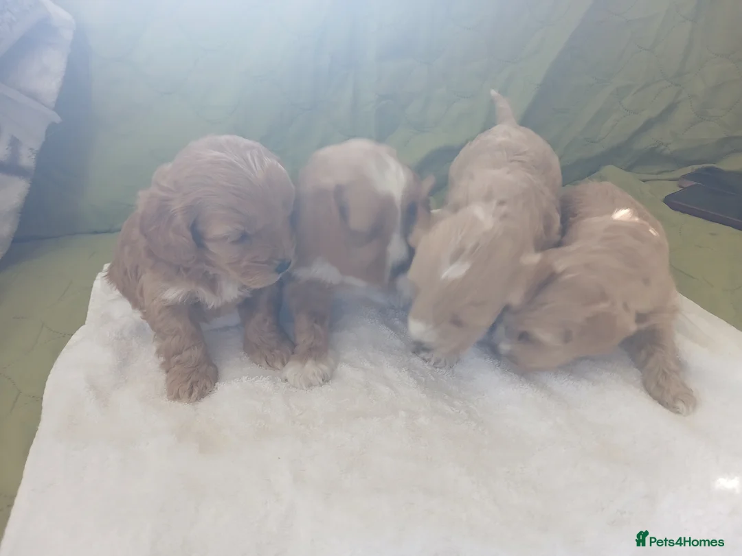 Havapoo dogs for sale: 4 lovely havapoos,3 girls1 boy-1 girl is reserved - Advert 2