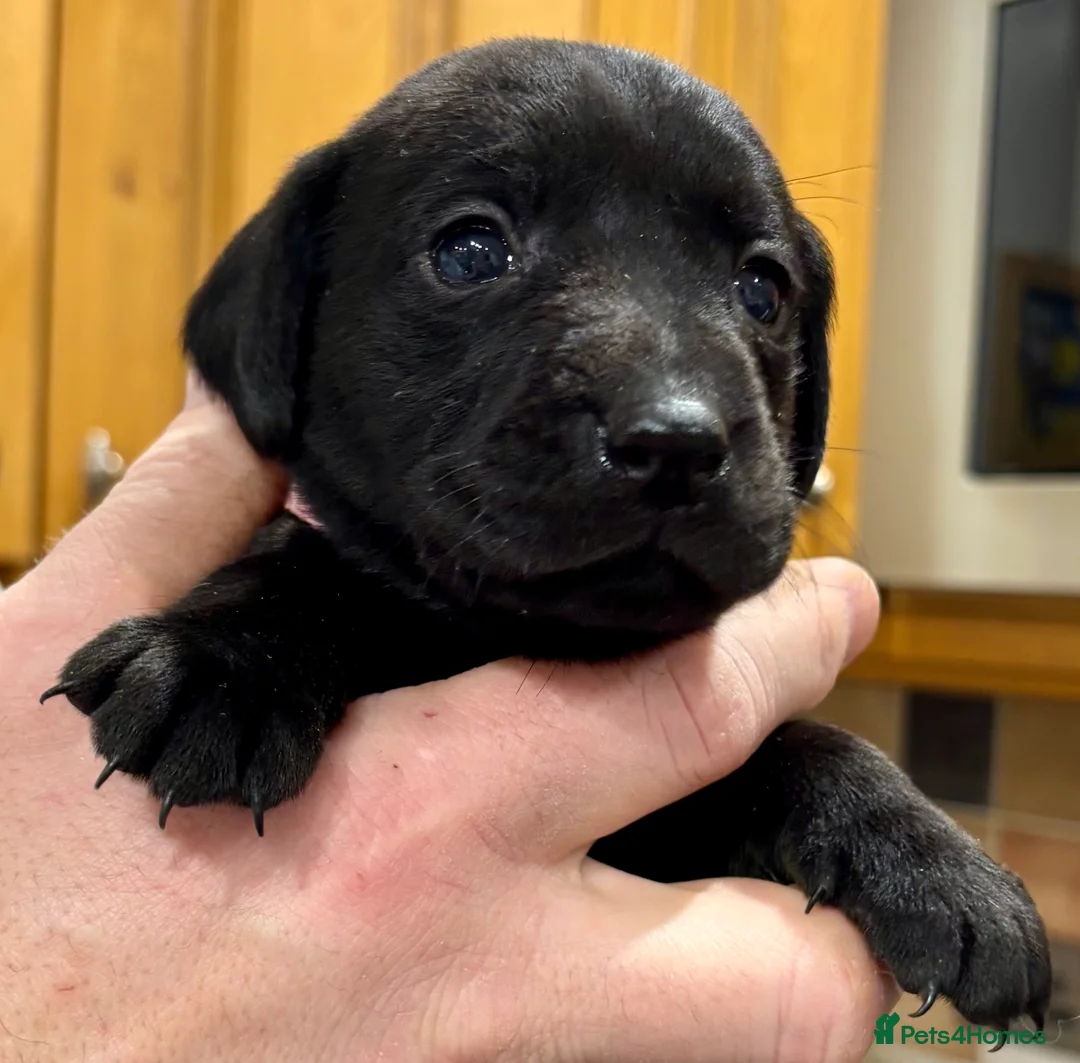 Labrador Retriever dogs for sale: Ready now! Beautiful Labrador pups (KC Reg) - Advert 34