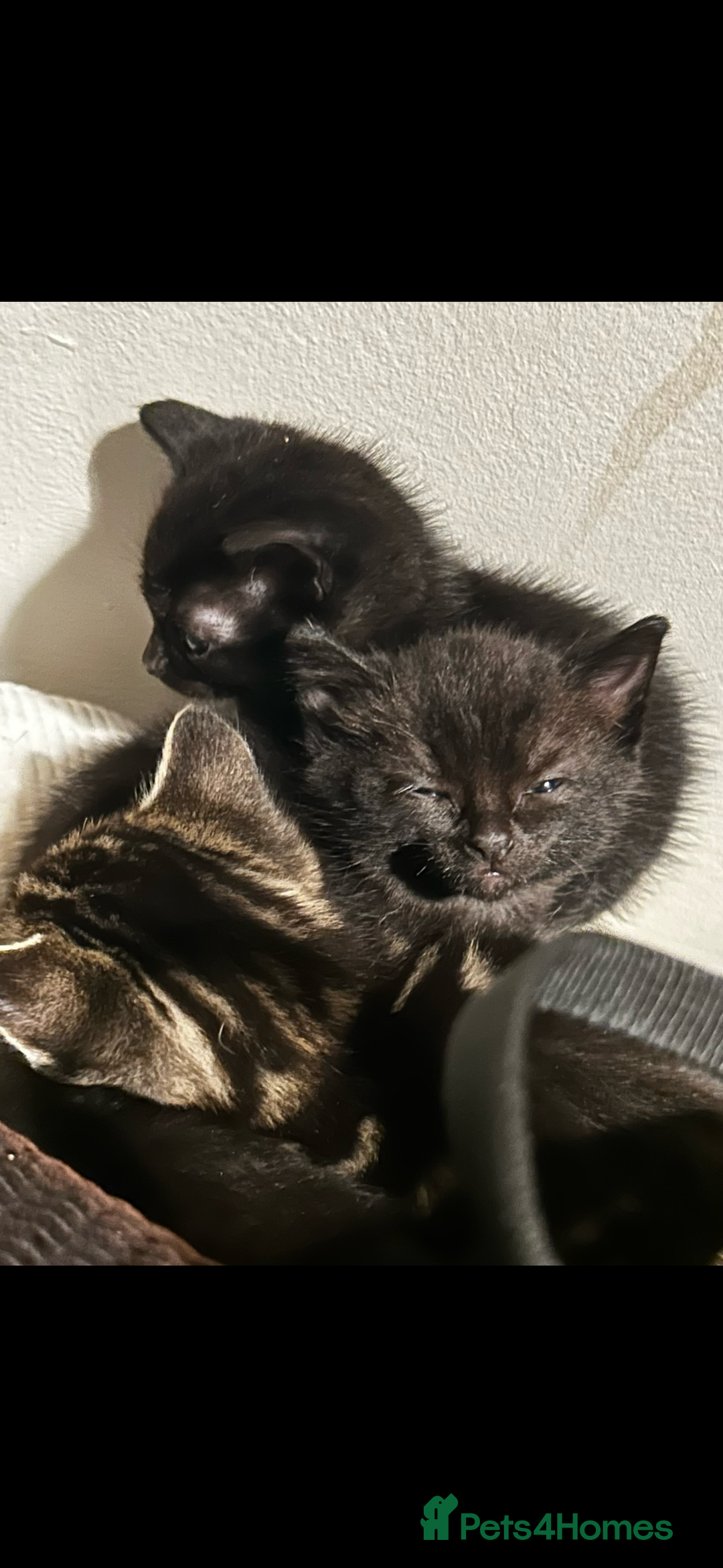 Mixed Breed cats for sale: 3 black kittens for sale  - Advert 3