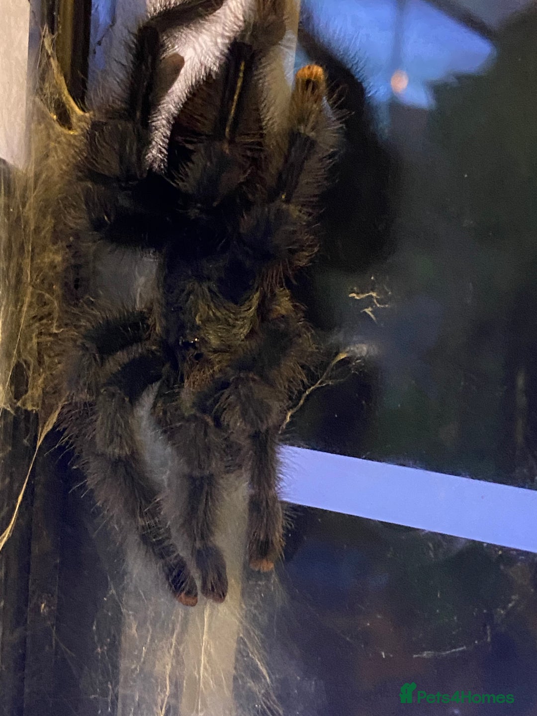 Spiders invertebrates for sale: Pink toed tarantula with enclosure - Advert 1