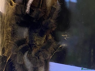 Spiders invertebrates Pink toed tarantula with enclosure - Advert 2