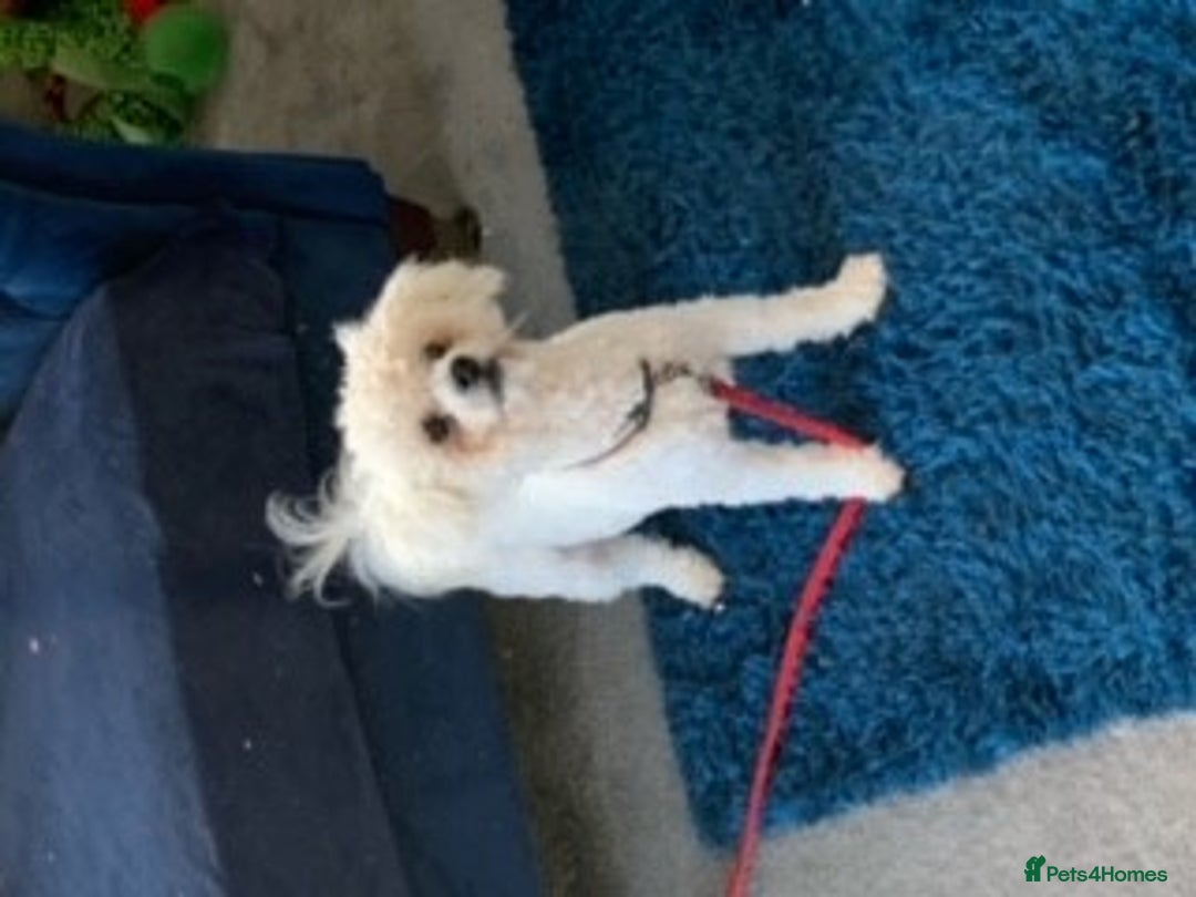 Bichon Frise dogs for stud: kc registered bichon frise for stud in Southampton - Image 2