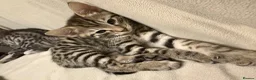 Savannah cats for sale: LAST BOY kitten left ! - Advert 17