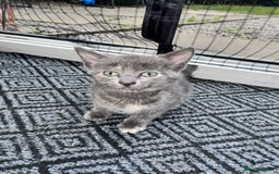 British Shorthair cats for sale: ONE female black Kitten ready to leave today!  - Image 4