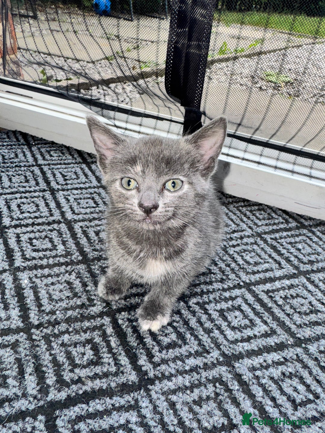 British Shorthair cats for sale: ONE female black Kitten ready to leave today!  - Image 4