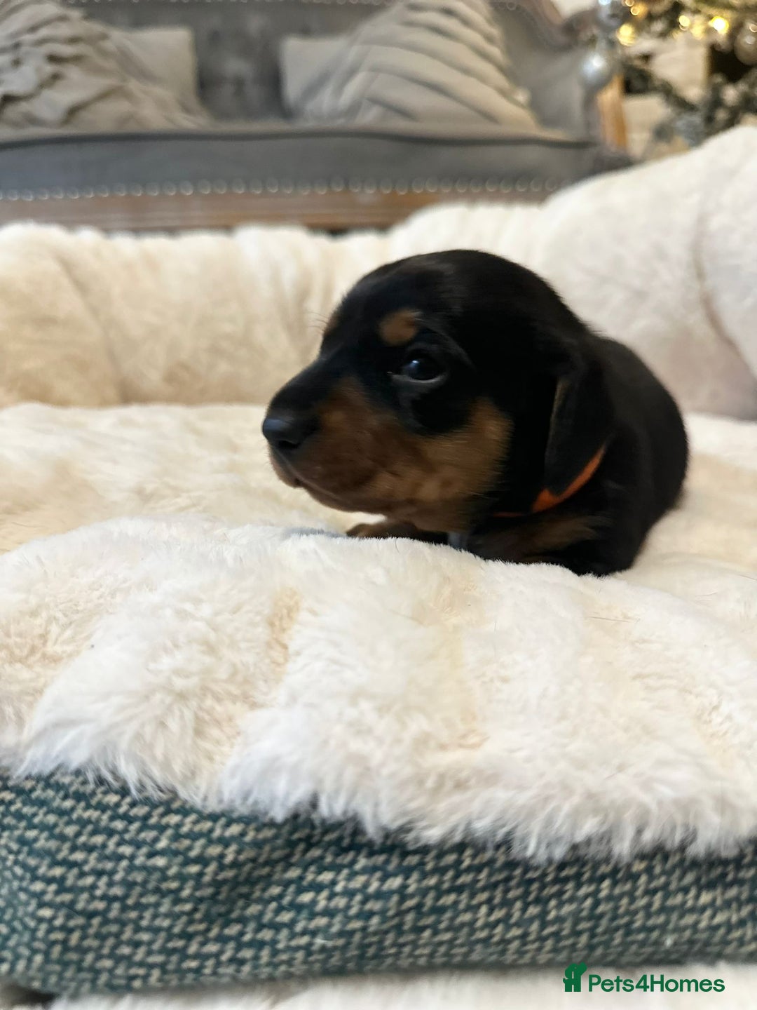 Miniature Dachshund dogs for sale: Miniature Dachshund Puppies - Advert 19