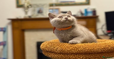 British Shorthair cats - Advert 5
