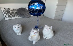 Ragdoll cats for sale: Beautiful Bi Colour Ragdoll - Image 5