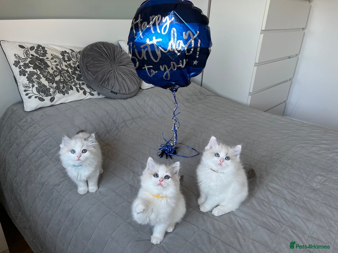 Ragdoll cats for sale: Beautiful Bi Colour Ragdoll - Image 5