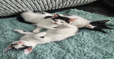 Mixed Breed cats - Advert 6