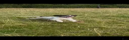 English Springer Spaniel dogs for sale: Springer Spaniel pups for sale  - Advert 11