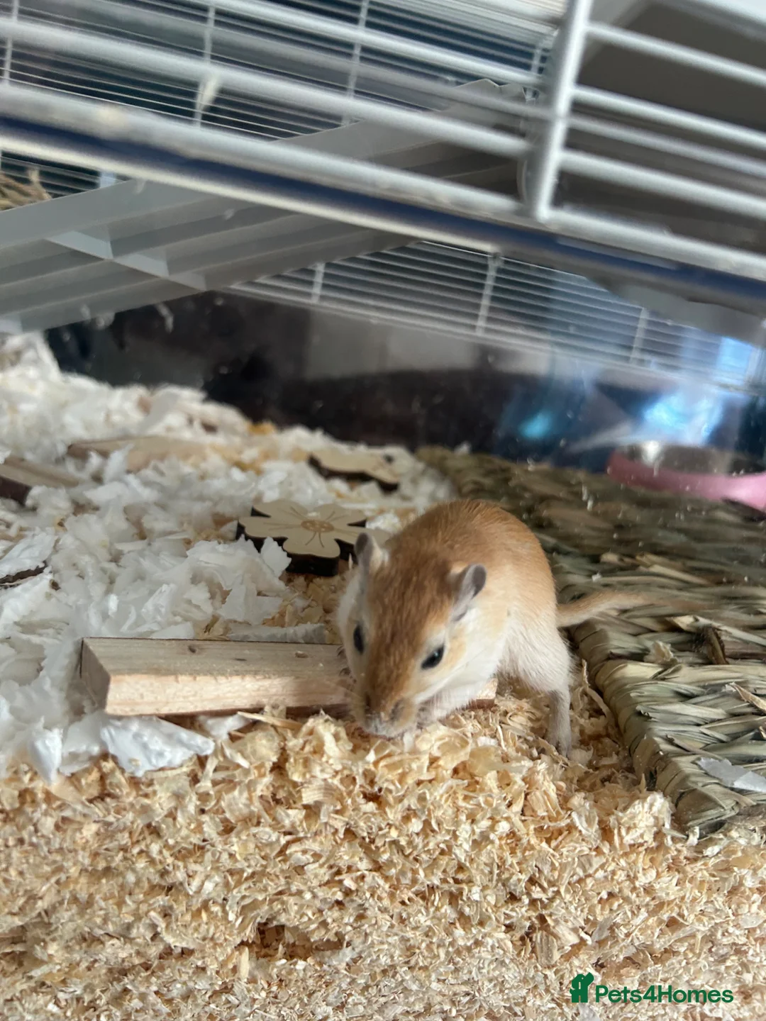Gerbil rodents for sale: 2 male gerbils/ cage in Stoke-on-Trent - Advert 2