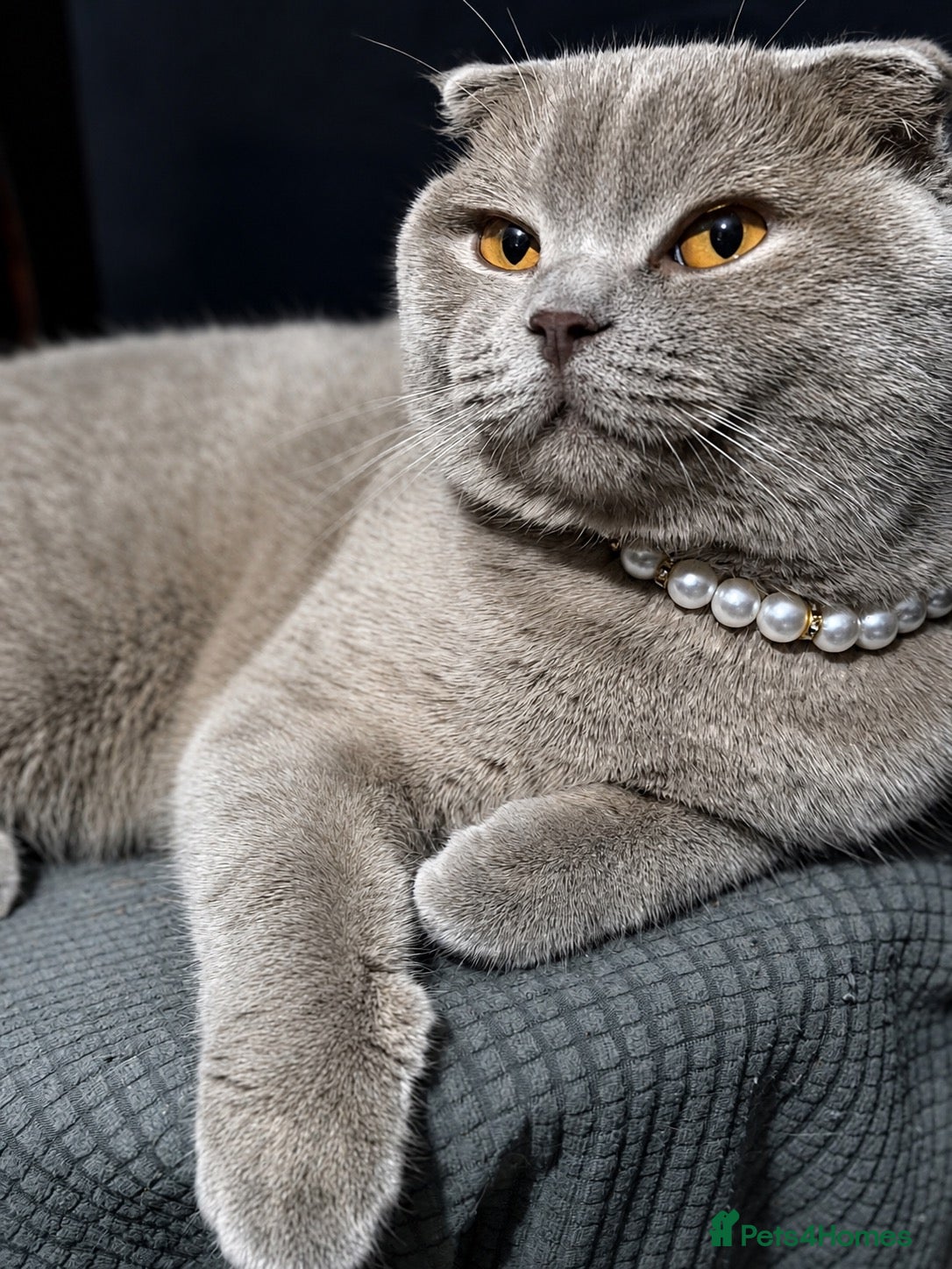 Scottish Fold cats Female Lilac Scottish Fold - Advert 9