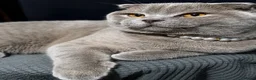 Scottish Fold cats for sale: Female Lilac Scottish Fold Kitten - Advert 1
