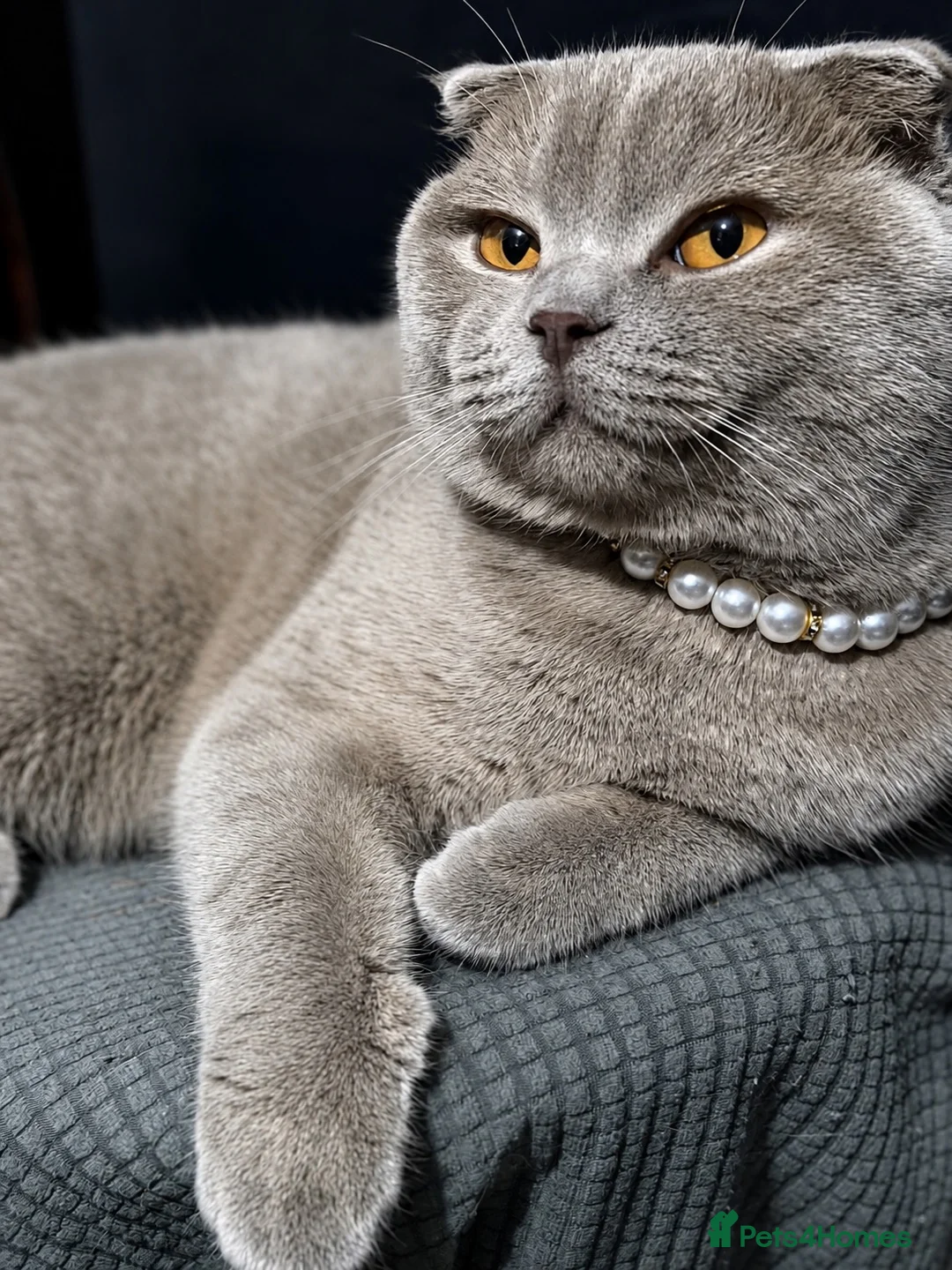 Scottish Fold cats for sale: Female Lilac Scottish Fold Kitten - Advert 1