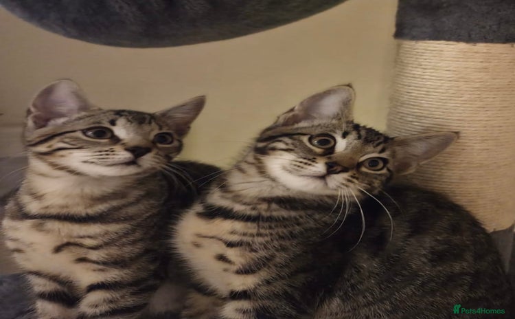 Bengal cats - Advert 13