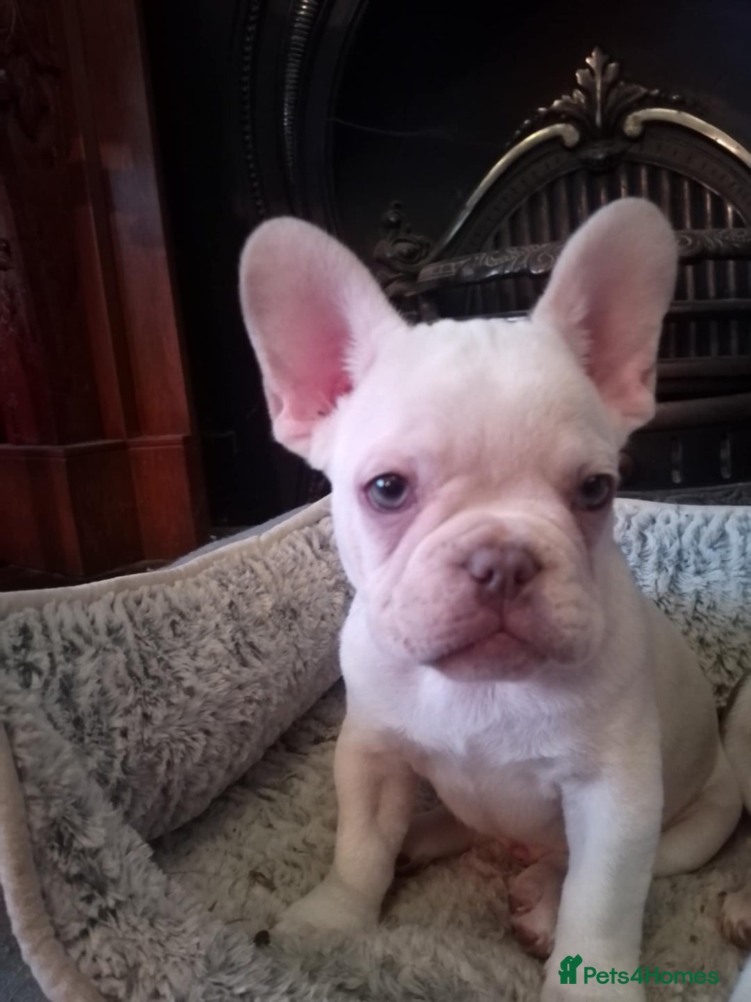 French Bulldog dogs for sale: French Bulldog Puppies For Sale  - Advert 10