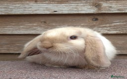 Mini Lop rabbits for sale: Mini lops - Image 1
