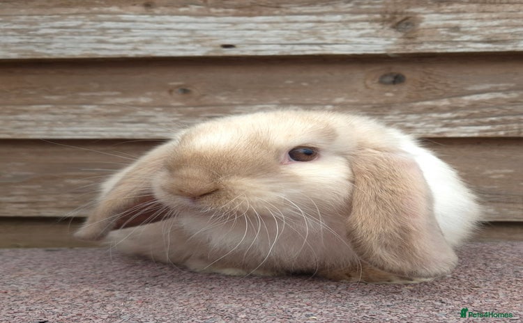 Mini Lop rabbits - Advert 4