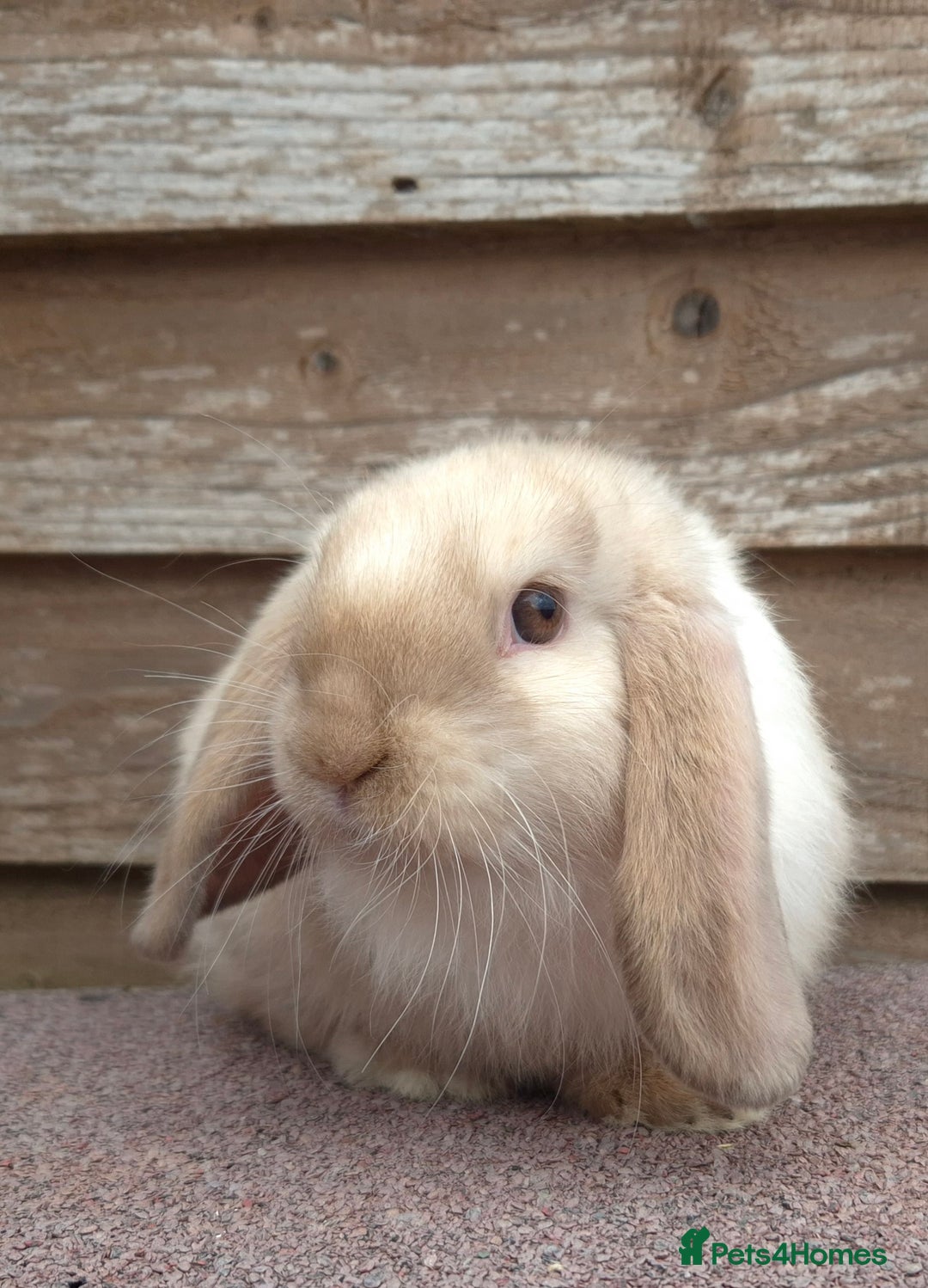 Mini Lop rabbits for sale: Mini lops - Image 1